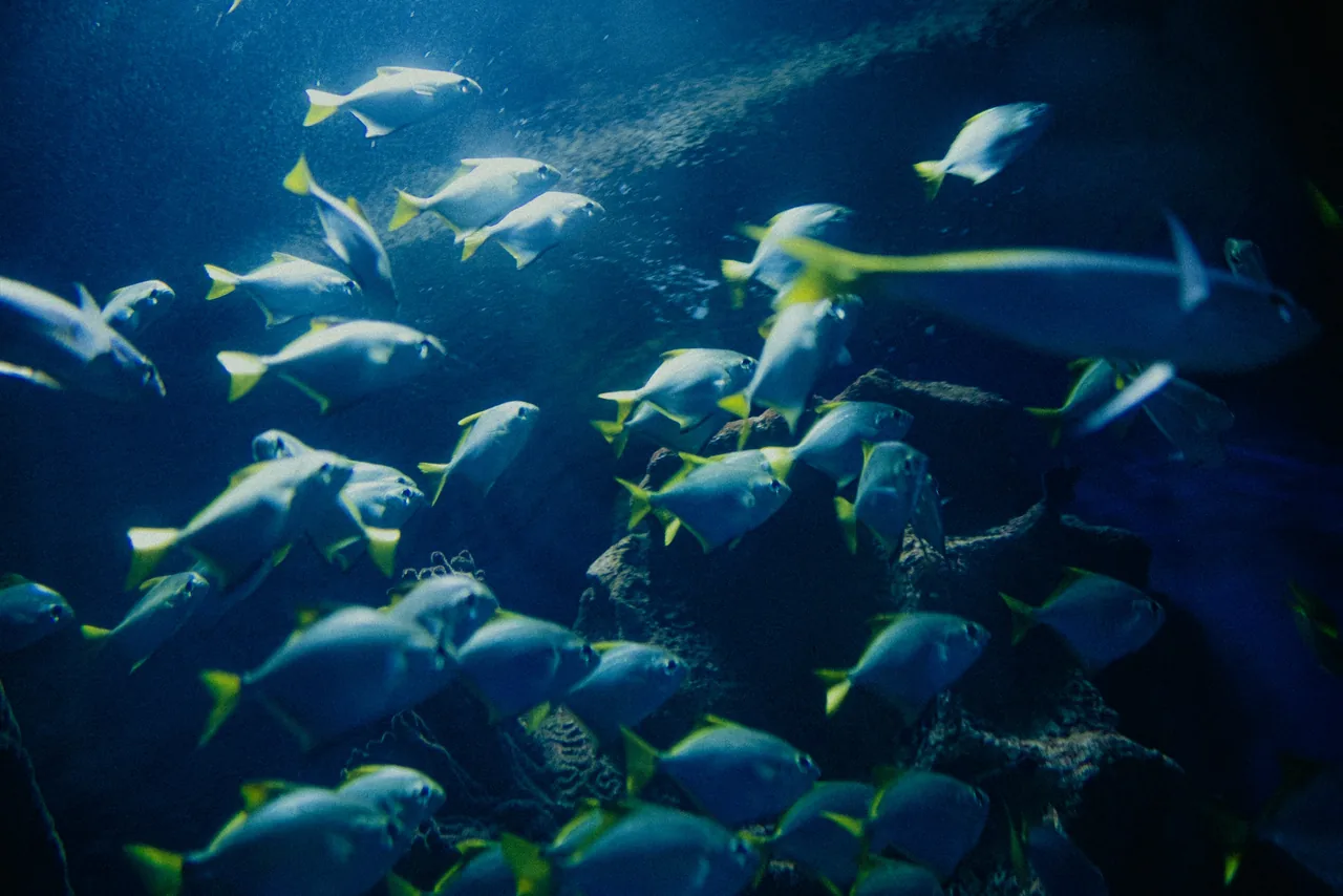 Scuba diving photo 9