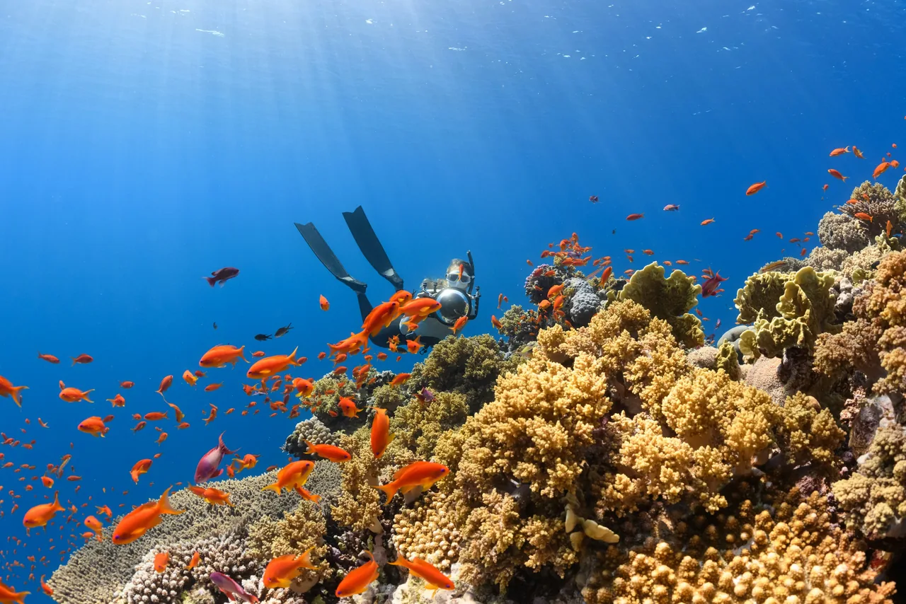 Scuba diving photo 5