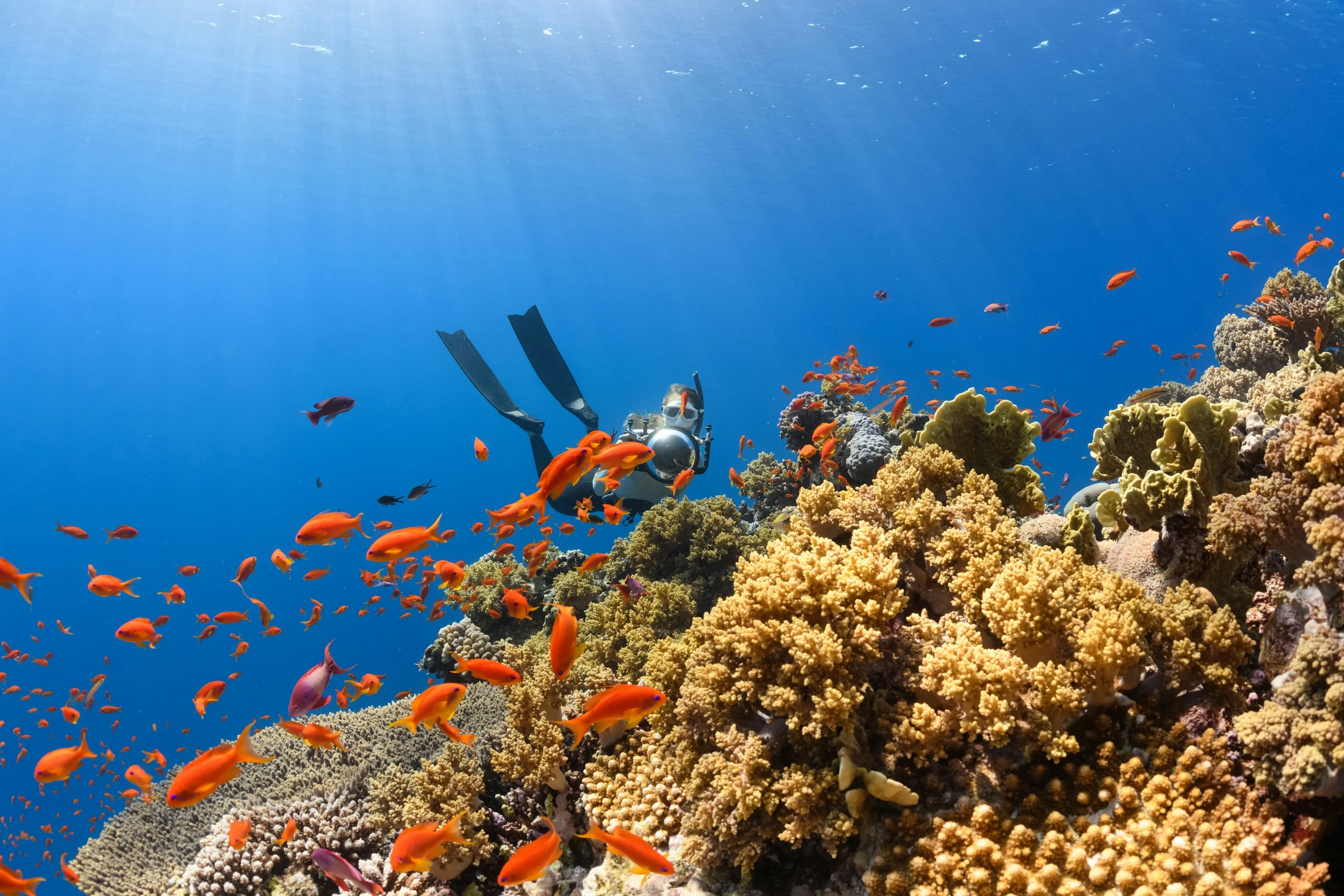 Scuba diving photo 5
